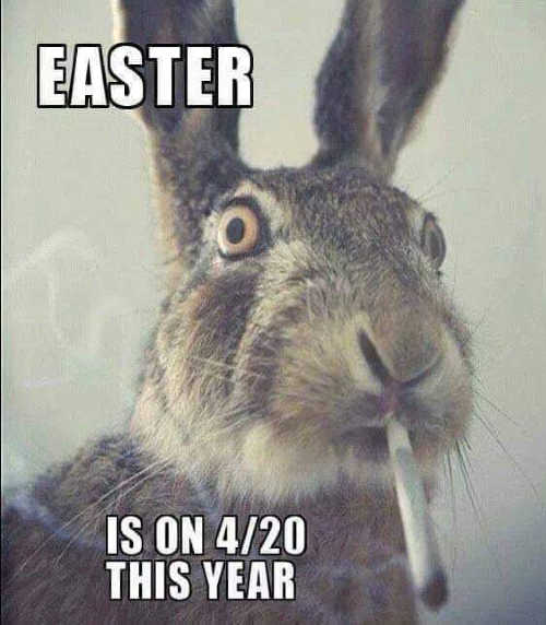 chocolate easter bunny memes