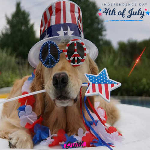Happy Fourth of July Pictures with Dogs