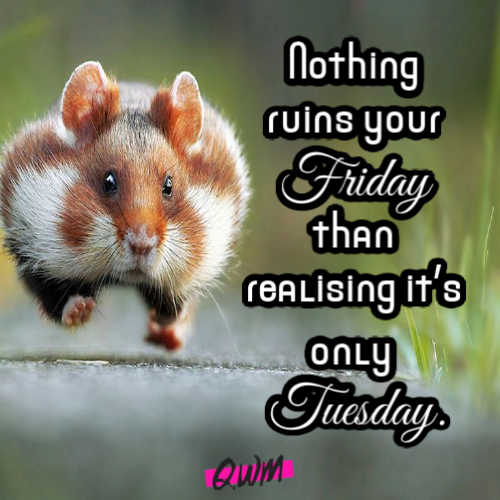 Funny Happy Tuesday Quotes