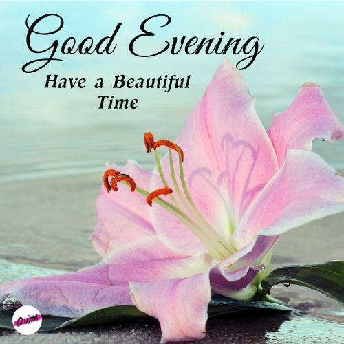 Good Evening Flowers wallpapers