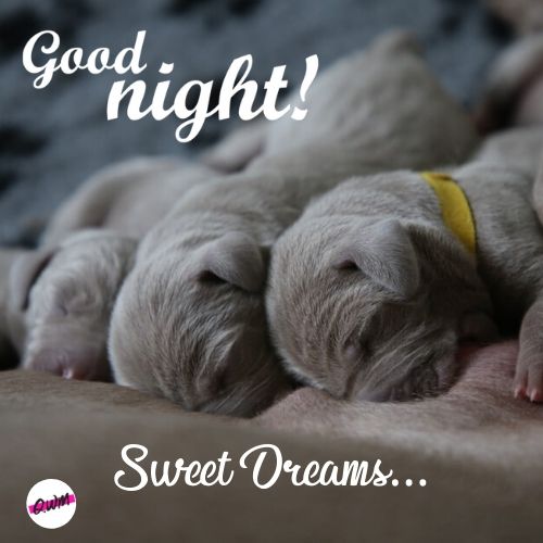 111 Good Night Images Pictures Sweet Dreams Wallpapers Hd