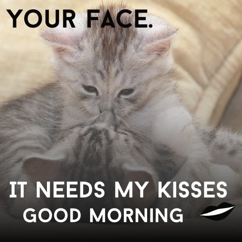 35 Beautiful Good Morning Funny Meme For Him Her Good Morning
