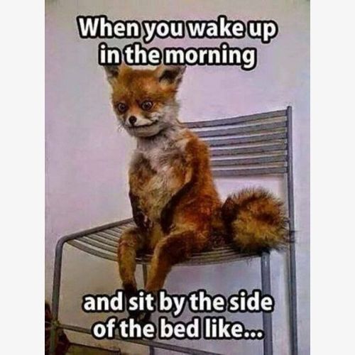 Funny Good Morning Memes Have A Good Day Memes For Him Her
