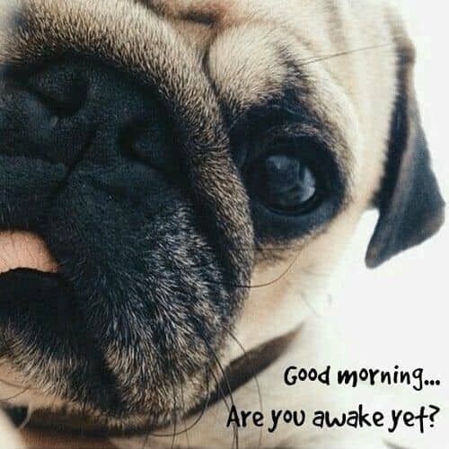 Funny Good Morning Memes Have A Good Day Memes For Him Her