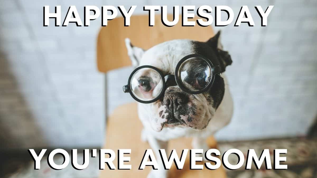 Happy Tuesday Memes | Good Morning Tuesday Memes