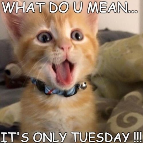 Happy Tuesday Memes | Good Morning Tuesday Funny Memes