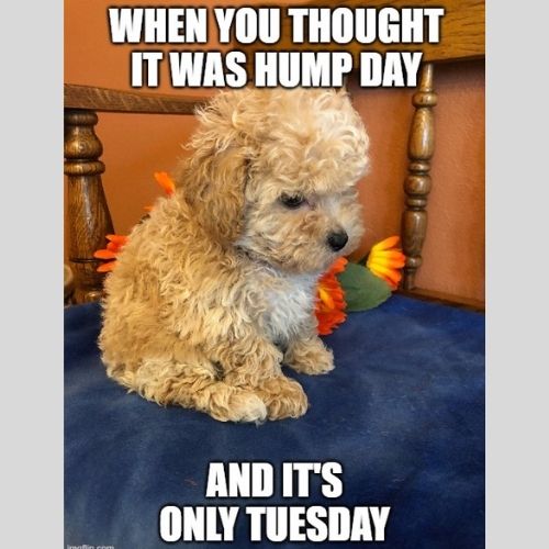 It’s Only Tuesday Memes