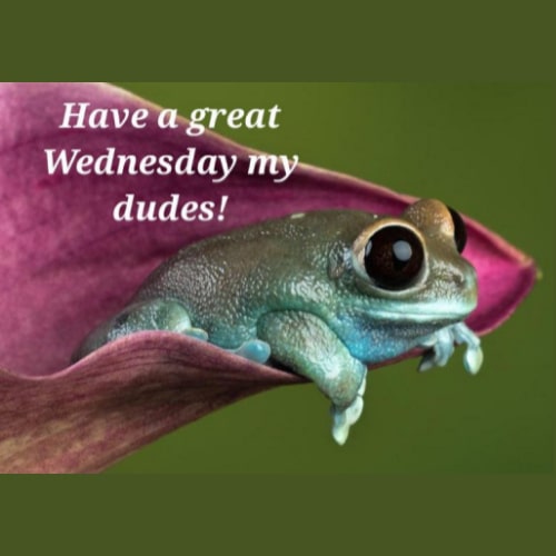 wednesday frog meme