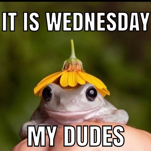 Its Wednesday Memes dude