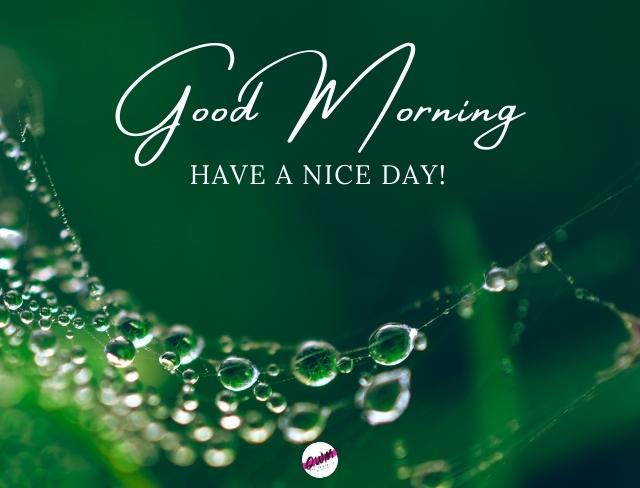 Good Morning Image -  have wonderful day!