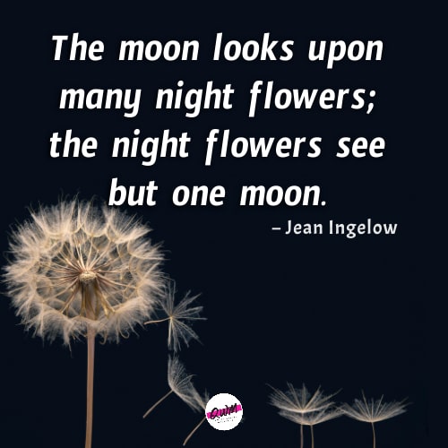 good night quotes with flowers