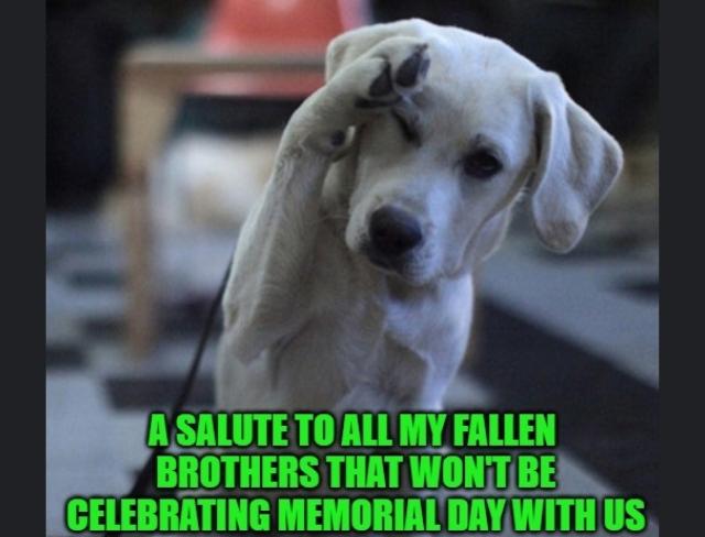 memorial day memes funny