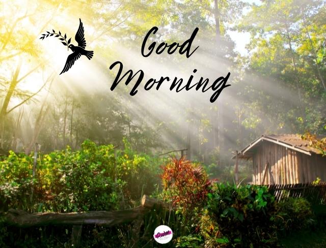 good morning nature images